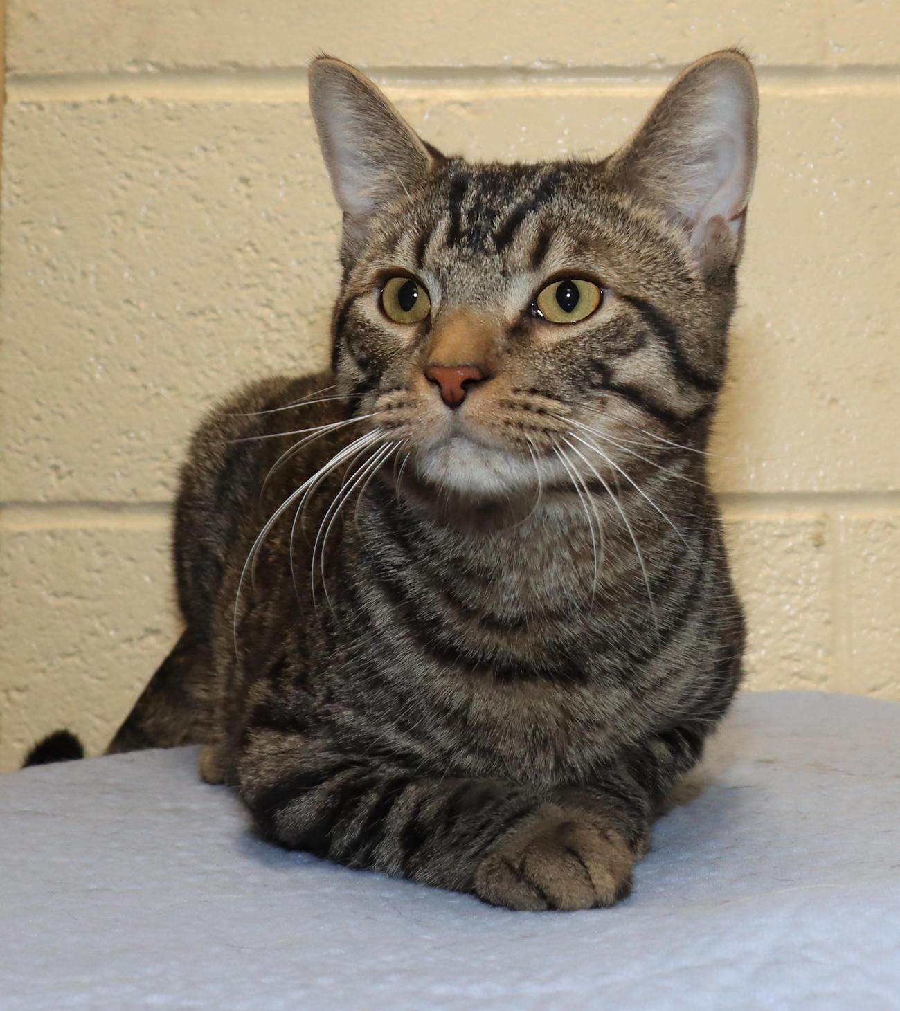 Enlarge Tony, an adoptable Tabby in Euclid, OH image 4/6