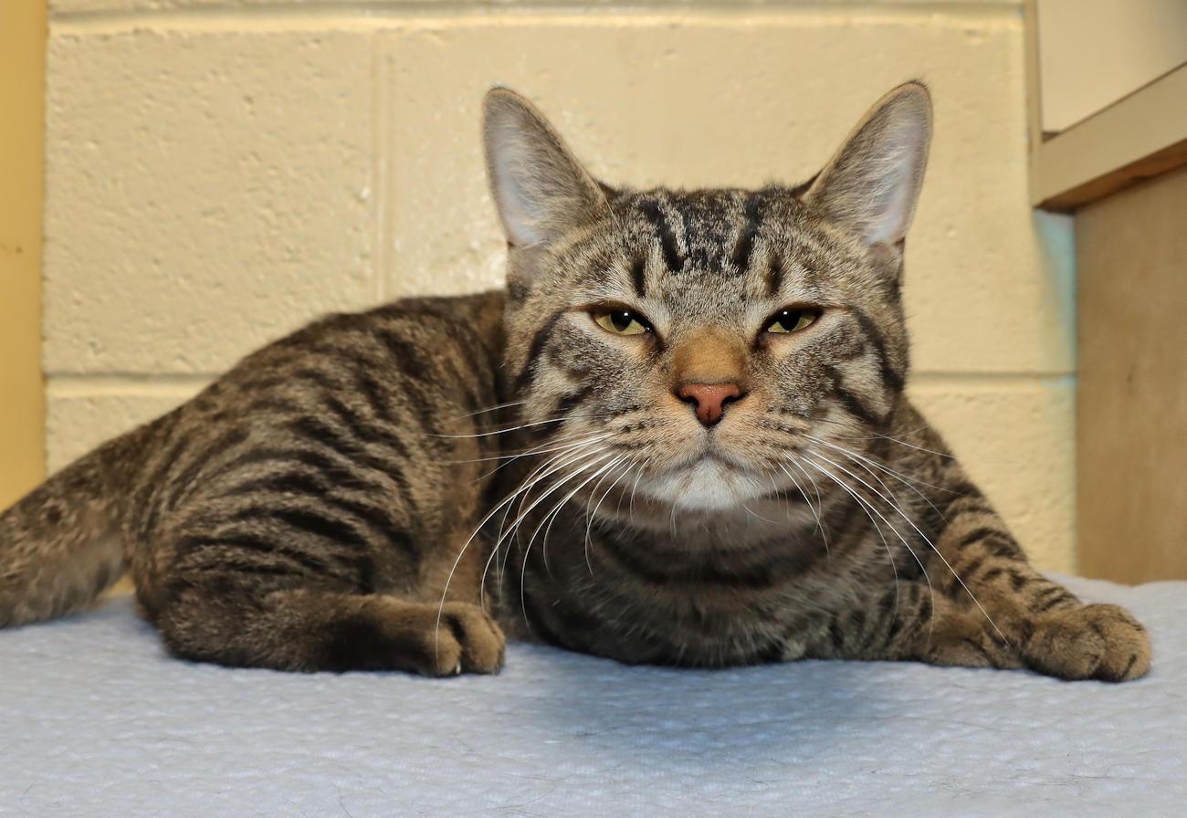Enlarge Tony, an adoptable Tabby in Euclid, OH image 5/6