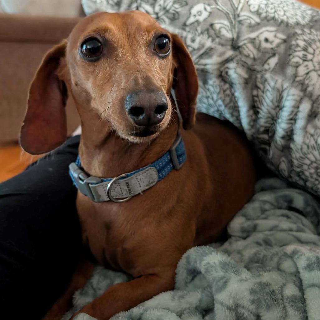Gunner, Adoptable, Adult Male Dachshund.