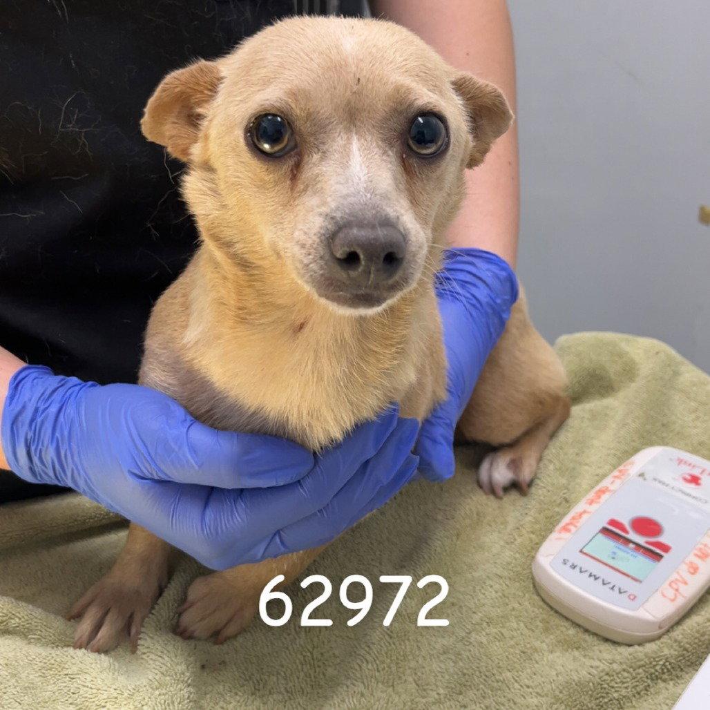 LUNARA, Adopted, Adult Female Dachshund.