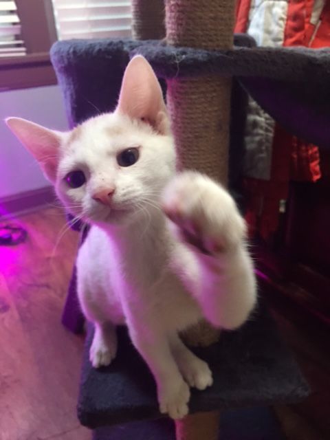 Enlarge Houndini, a Adopted Turkish Van in Pine Bluff, AR image 1/2