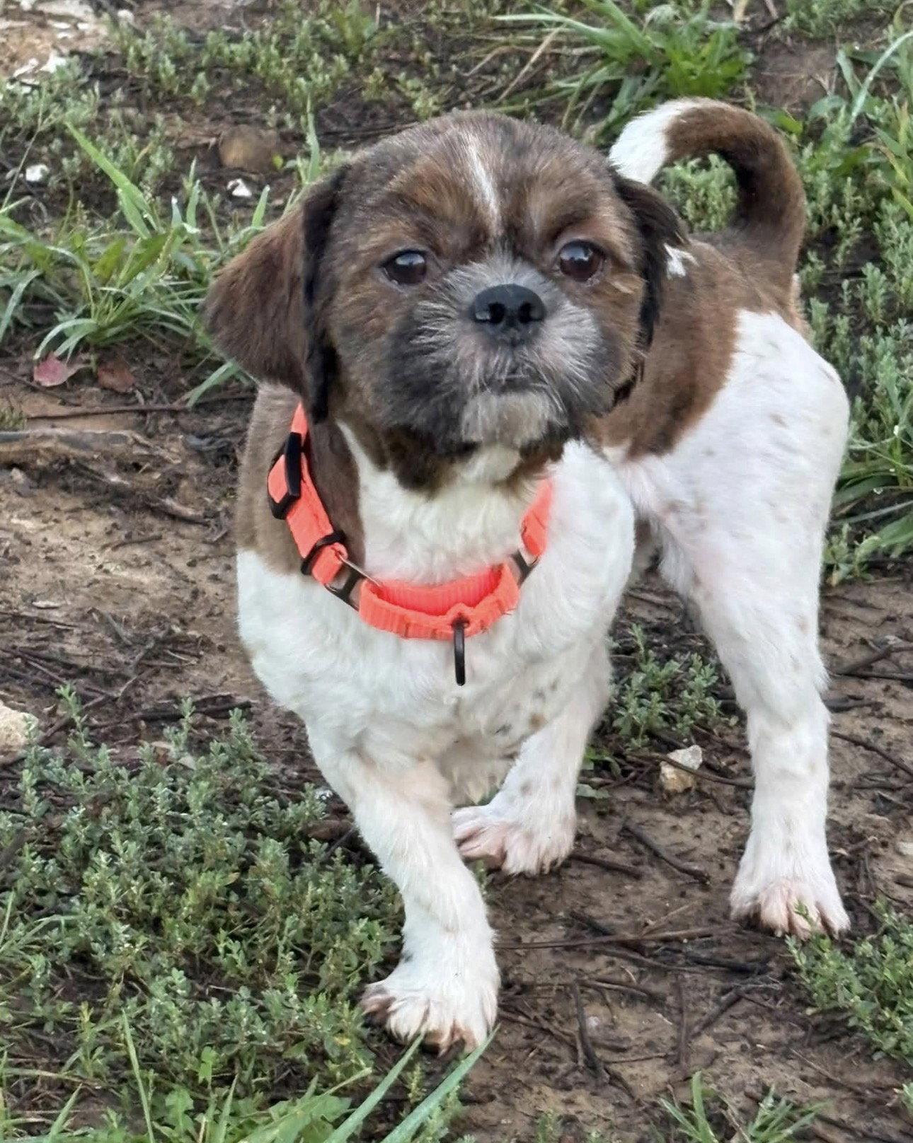 Enlarge Fizz Bit, a Adoptable Shih Tzu in Fort Thomas, KY image 1/3
