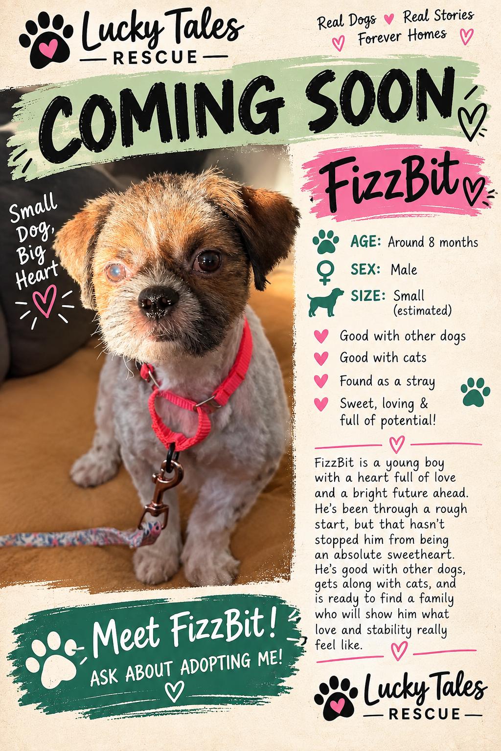 Enlarge Fizz Bit, a Adoptable Shih Tzu in Fort Thomas, KY image 2/3