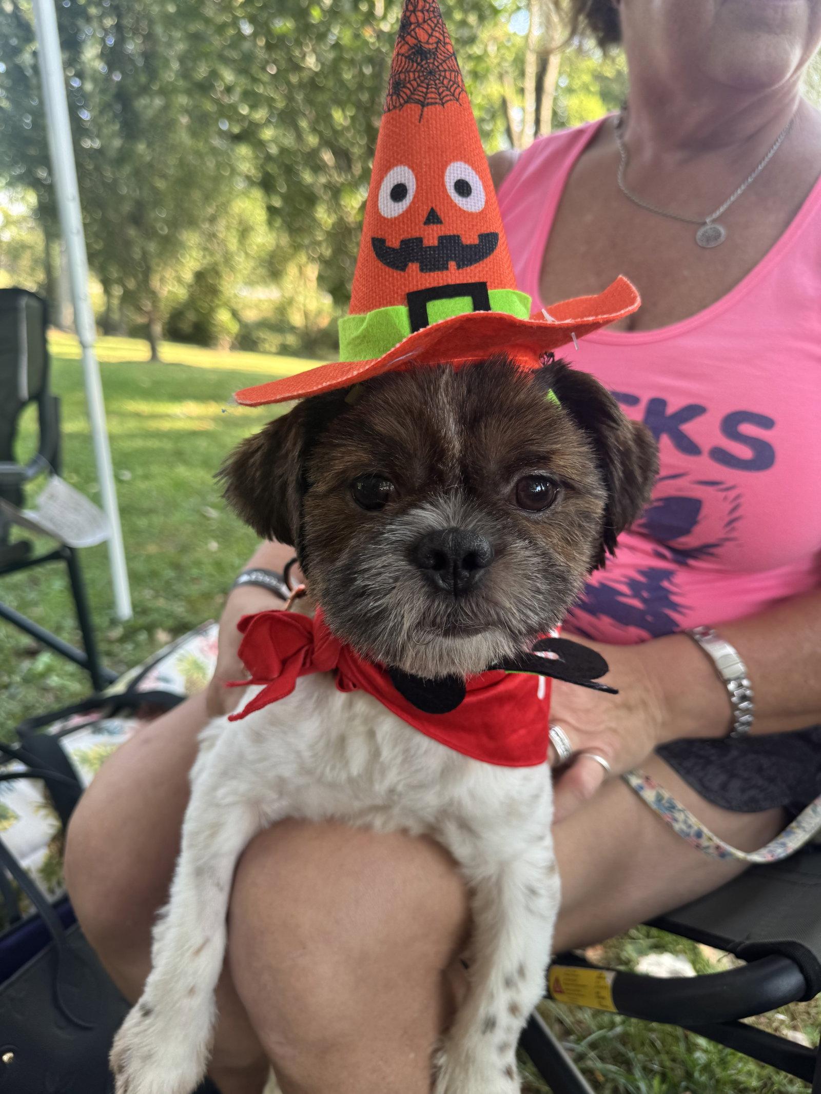 Enlarge Fizz Bit, a Adoptable Shih Tzu in Fort Thomas, KY image 3/3