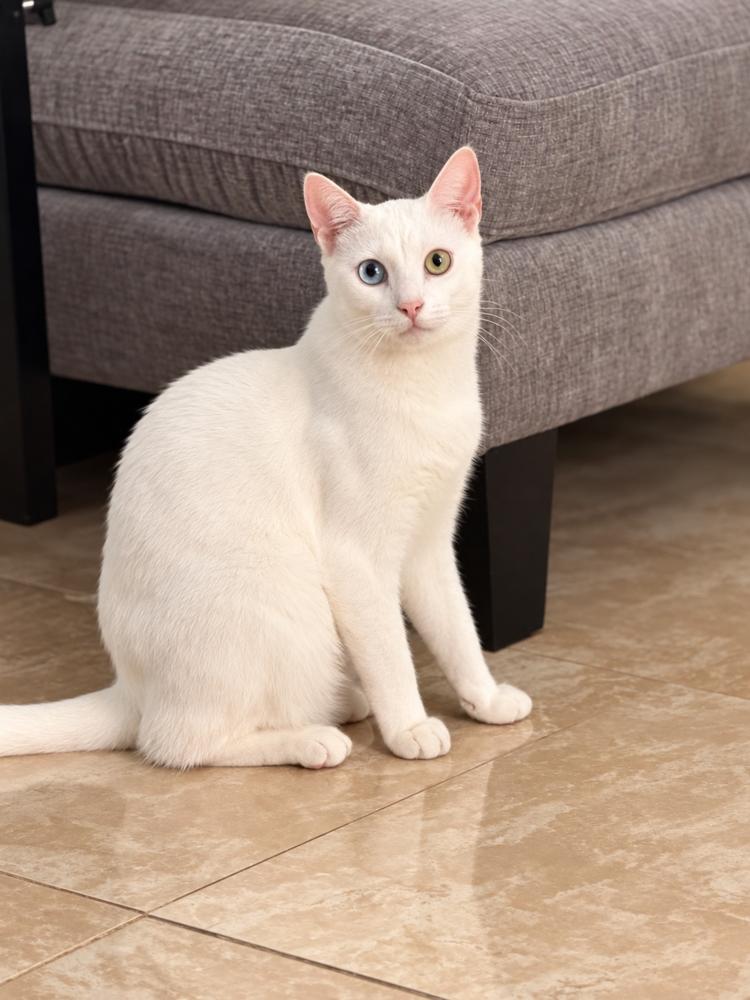 Enlarge Phillipe and Gatsby, a Adoptable American Shorthair in Westwood, NJ image 4/4