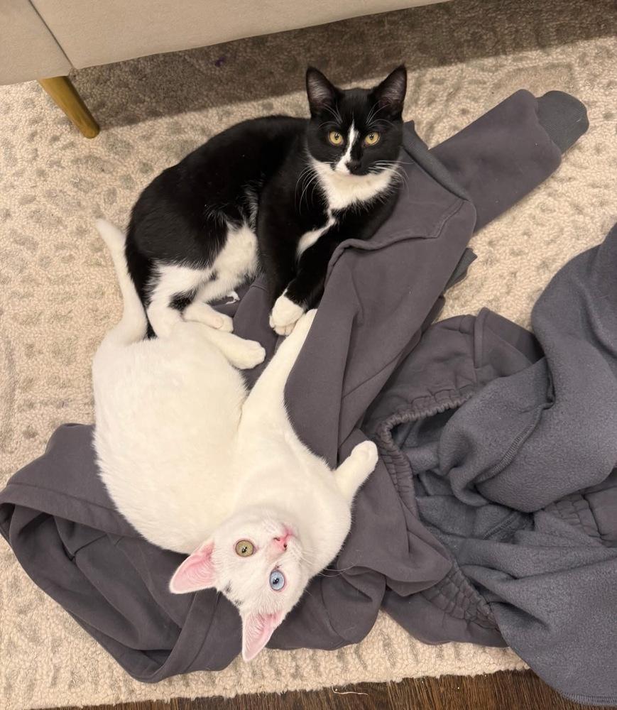 Enlarge Phillipe and Gatsby, a Adoptable American Shorthair in Westwood, NJ image 1/6