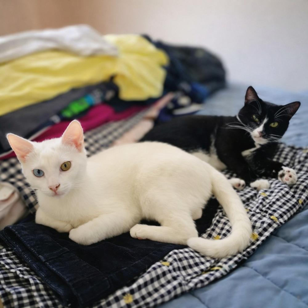 Enlarge Phillipe and Gatsby, a Adoptable American Shorthair in Westwood, NJ image 2/6