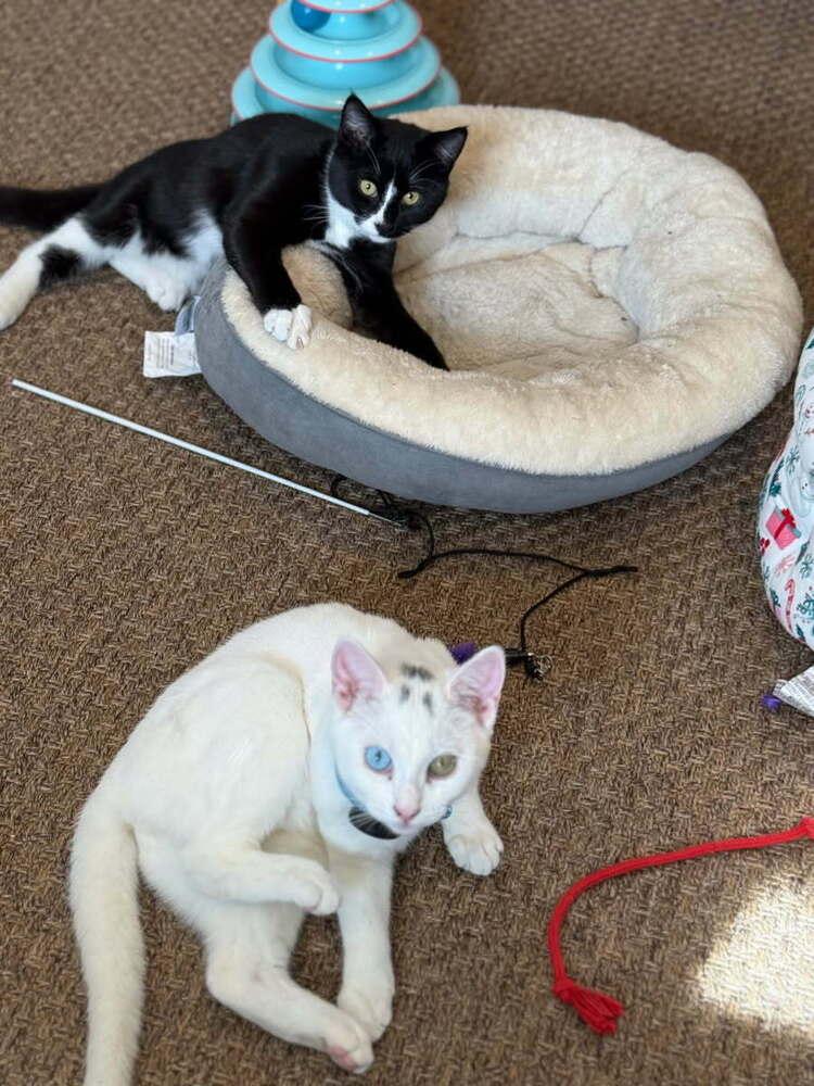 Enlarge Phillipe and Gatsby, a Adoptable American Shorthair in Westwood, NJ image 1/4