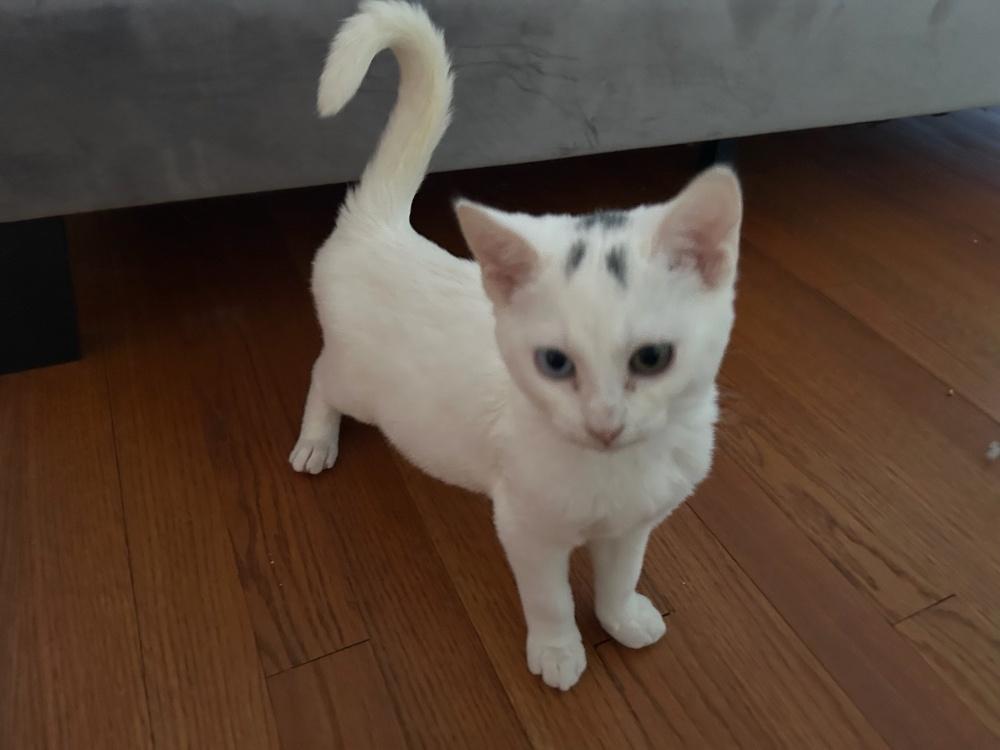 Enlarge Phillipe and Gatsby, a Adoptable American Shorthair in Westwood, NJ image 4/6