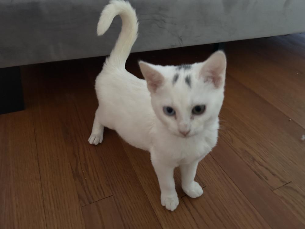 Enlarge Phillipe and Gatsby, a Adoptable American Shorthair in Westwood, NJ image 2/4