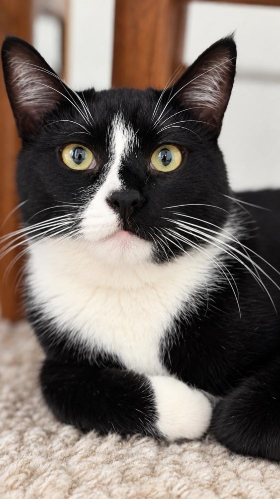 Enlarge Phillipe and Gatsby, a Adoptable American Shorthair in Westwood, NJ image 3/4