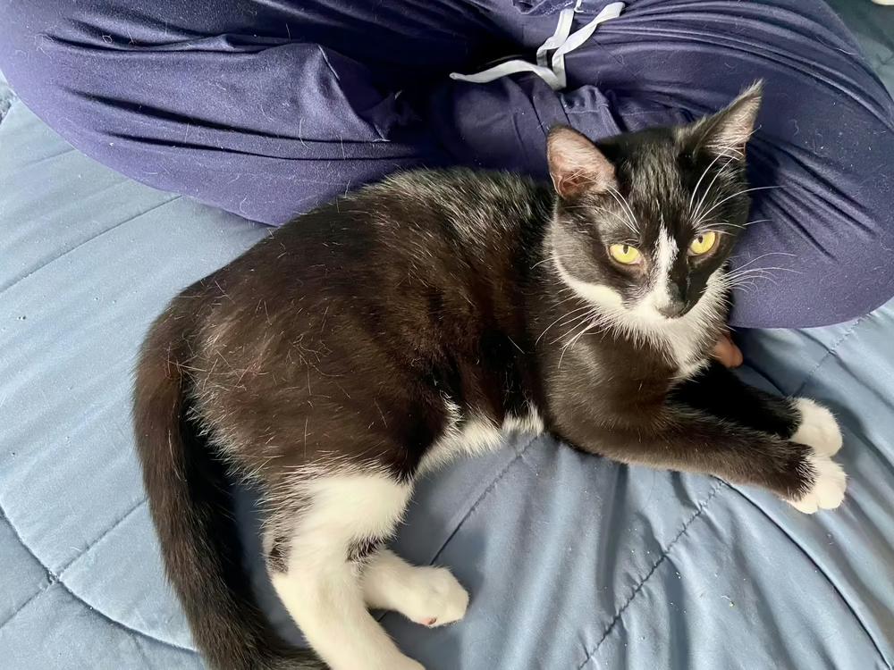 Enlarge Phillipe and Gatsby, a Adoptable American Shorthair in Westwood, NJ image 5/6