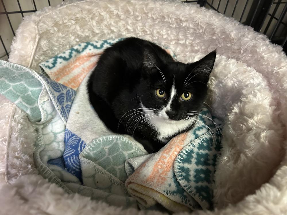 Enlarge Phillipe and Gatsby, a Adoptable American Shorthair in Westwood, NJ image 3/4