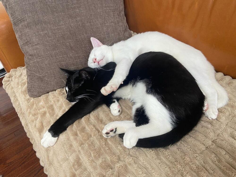 Enlarge Phillipe and Gatsby, a Adoptable American Shorthair in Westwood, NJ image 5/6