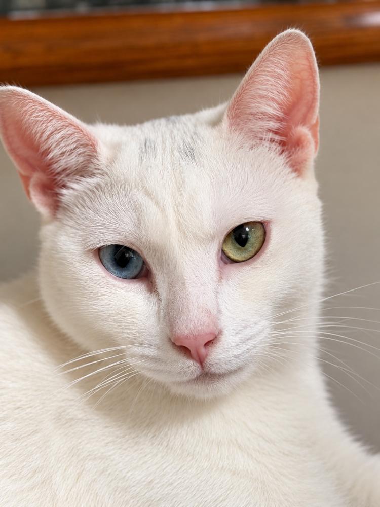 Enlarge Phillipe and Gatsby, a Adoptable American Shorthair in Westwood, NJ image 2/4