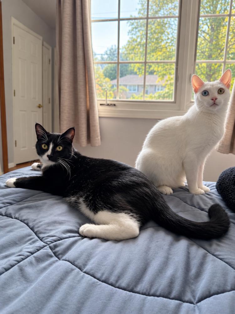 Phillipe and Gatsby, Adoptable, Kitten Male American Shorthair.