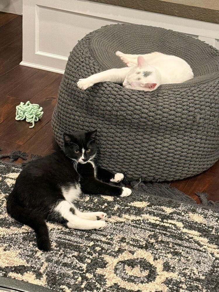 Enlarge Phillipe and Gatsby, a Adoptable American Shorthair in Westwood, NJ image 4/4