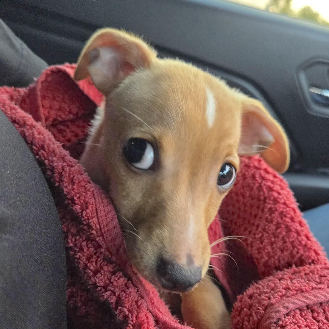 Lexie, an adopted mixed breed in Seattle, WA image 5/6