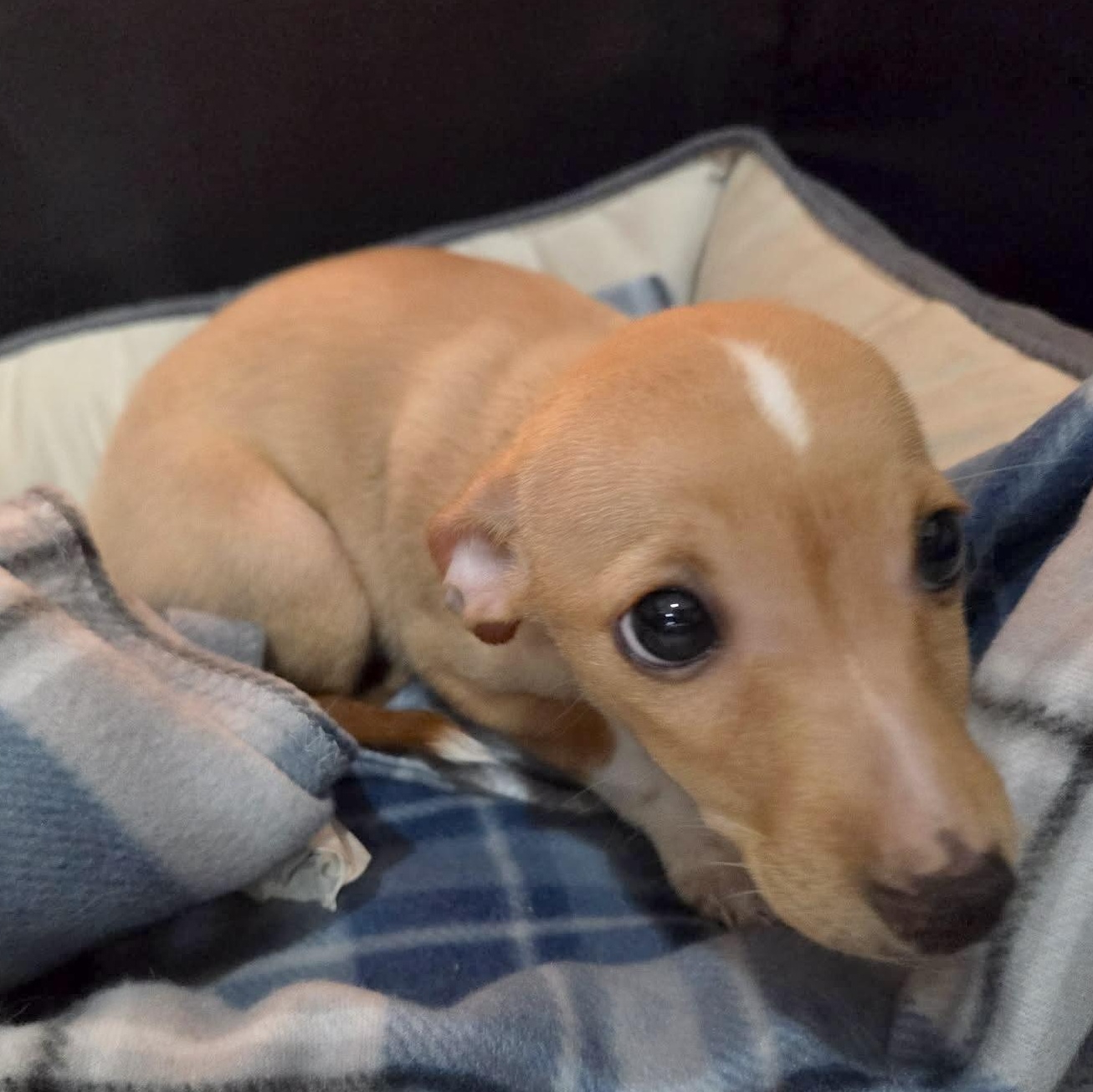 Lexie, an adopted mixed breed in Seattle, WA image 3/6