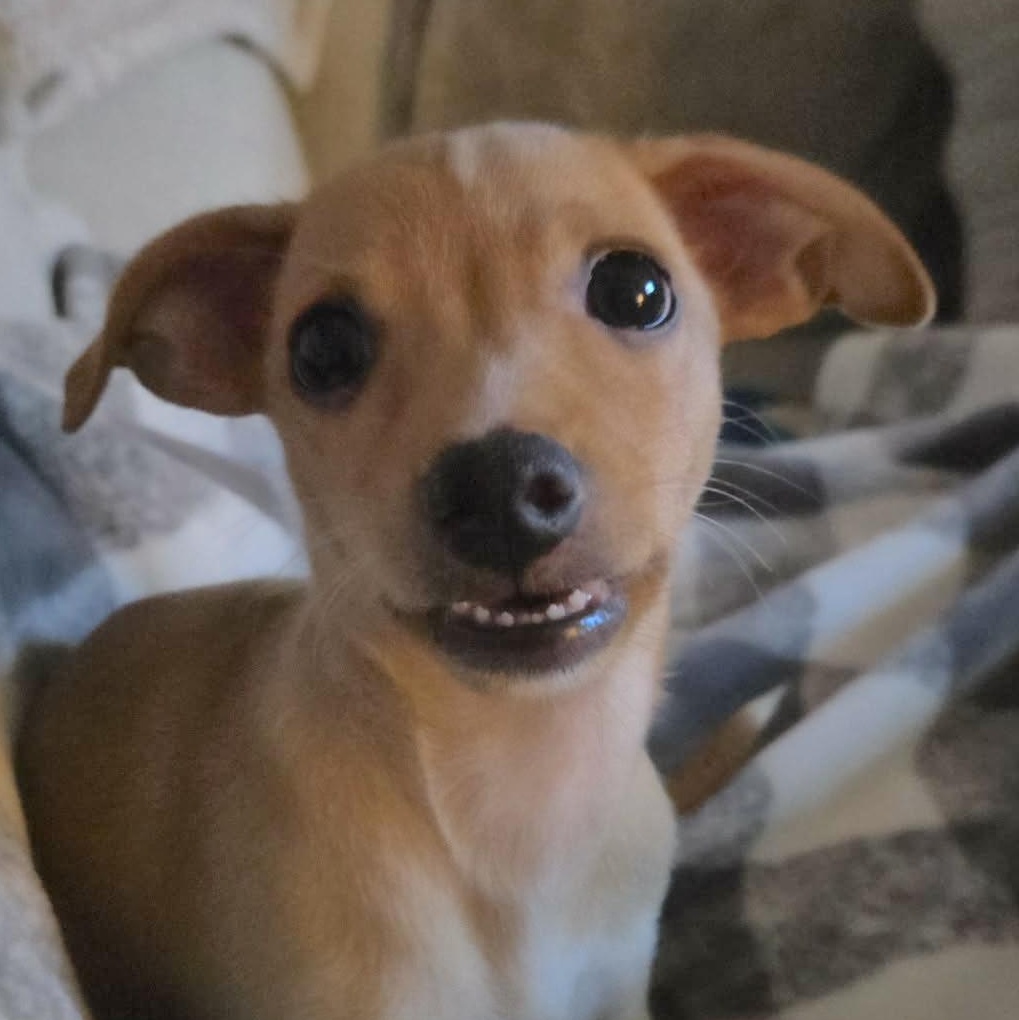Lexie, an adopted mixed breed in Seattle, WA image 2/6