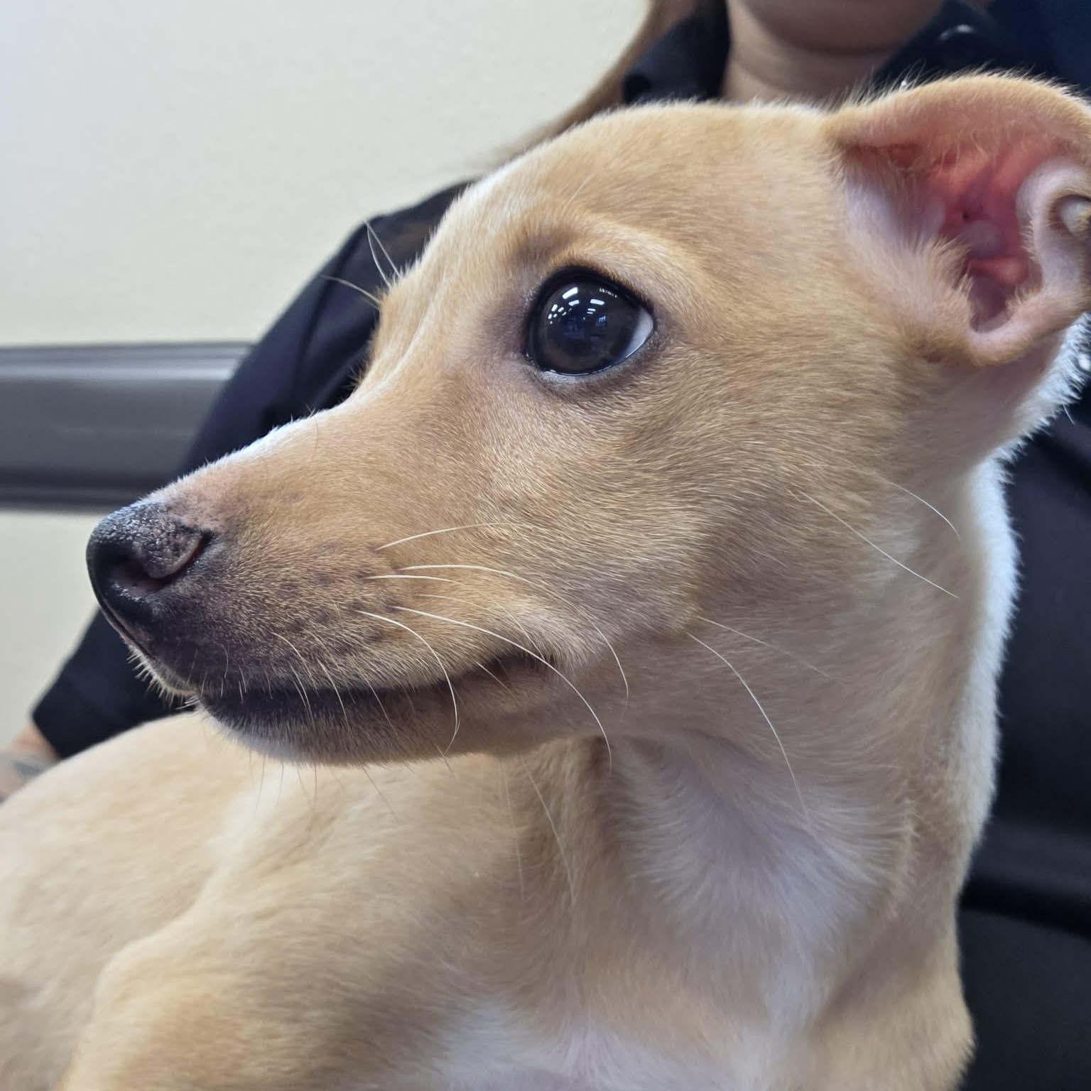 Lexie, an adopted mixed breed in Seattle, WA image 6/6
