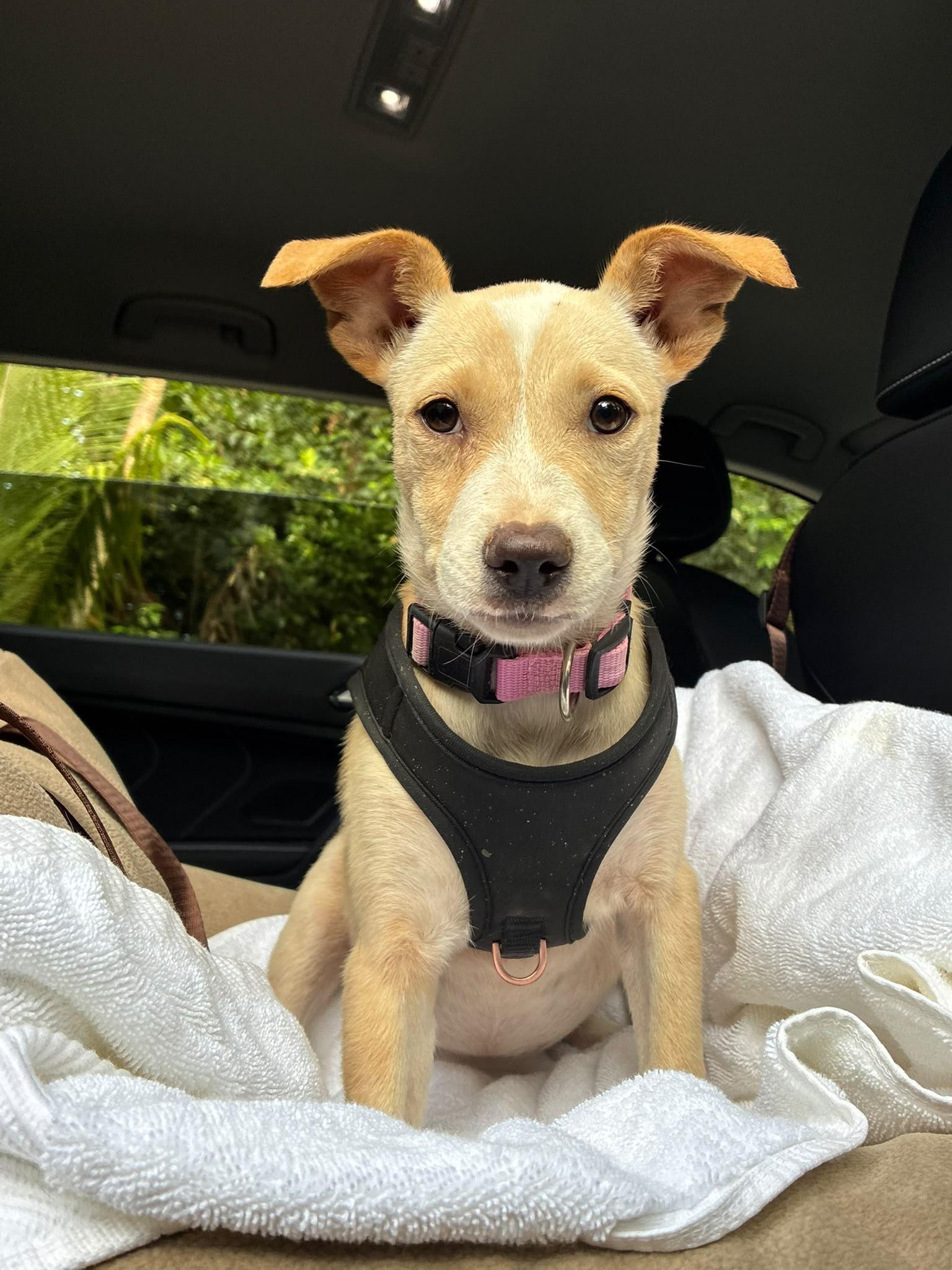Enlarge Bambi, an adopted mixed breed in Rio Grande , PR image 2/4