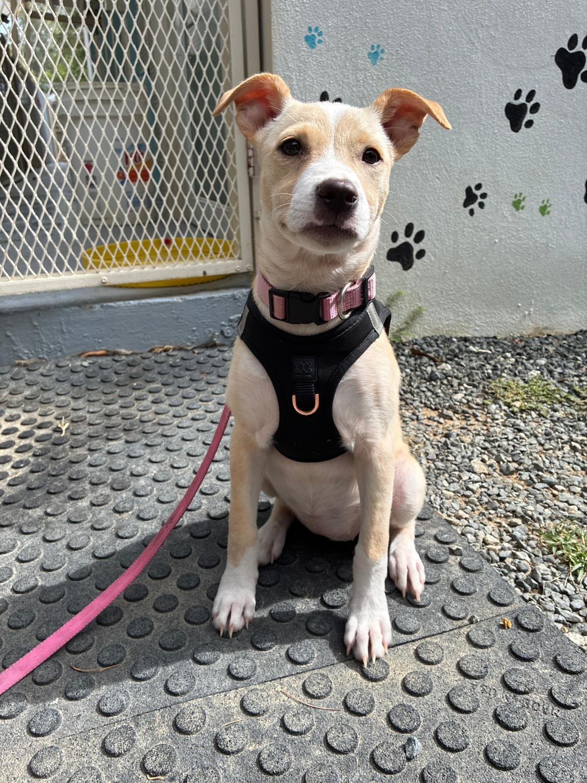 Enlarge Bambi, an adopted mixed breed in Rio Grande , PR image 4/4