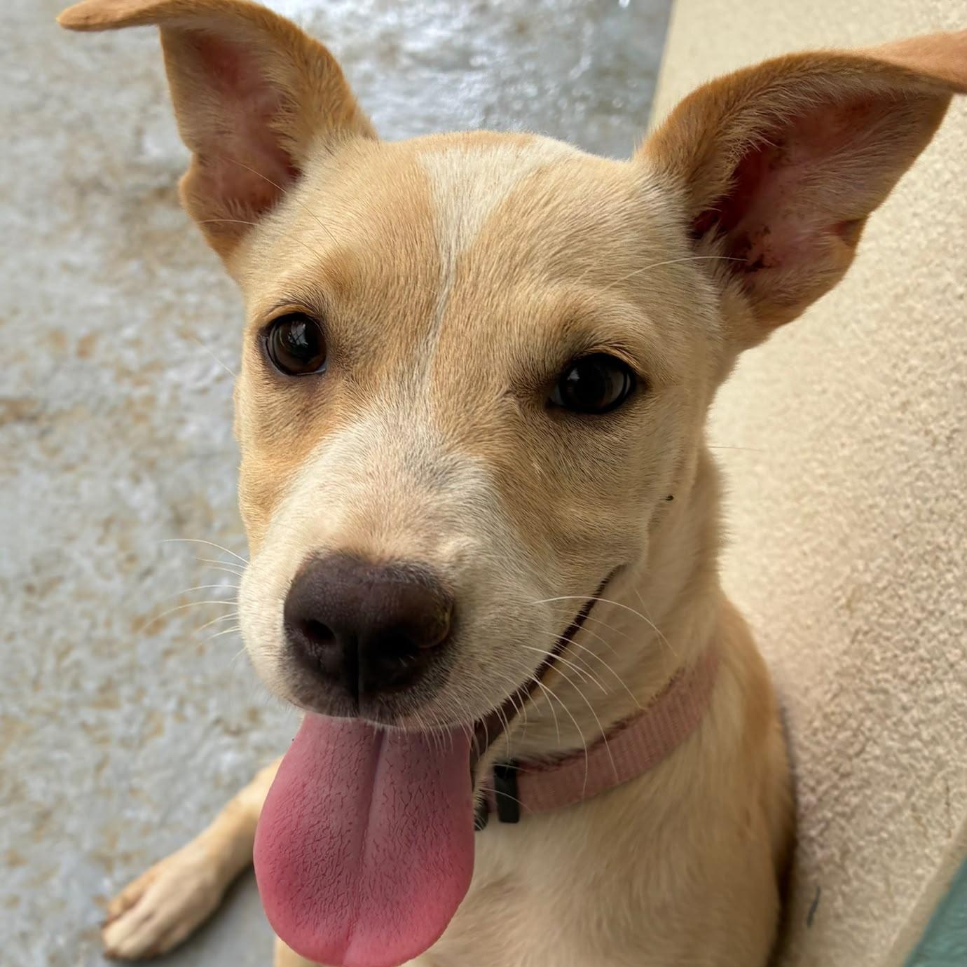 Enlarge Bambi, an adopted mixed breed in Rio Grande , PR image 1/4