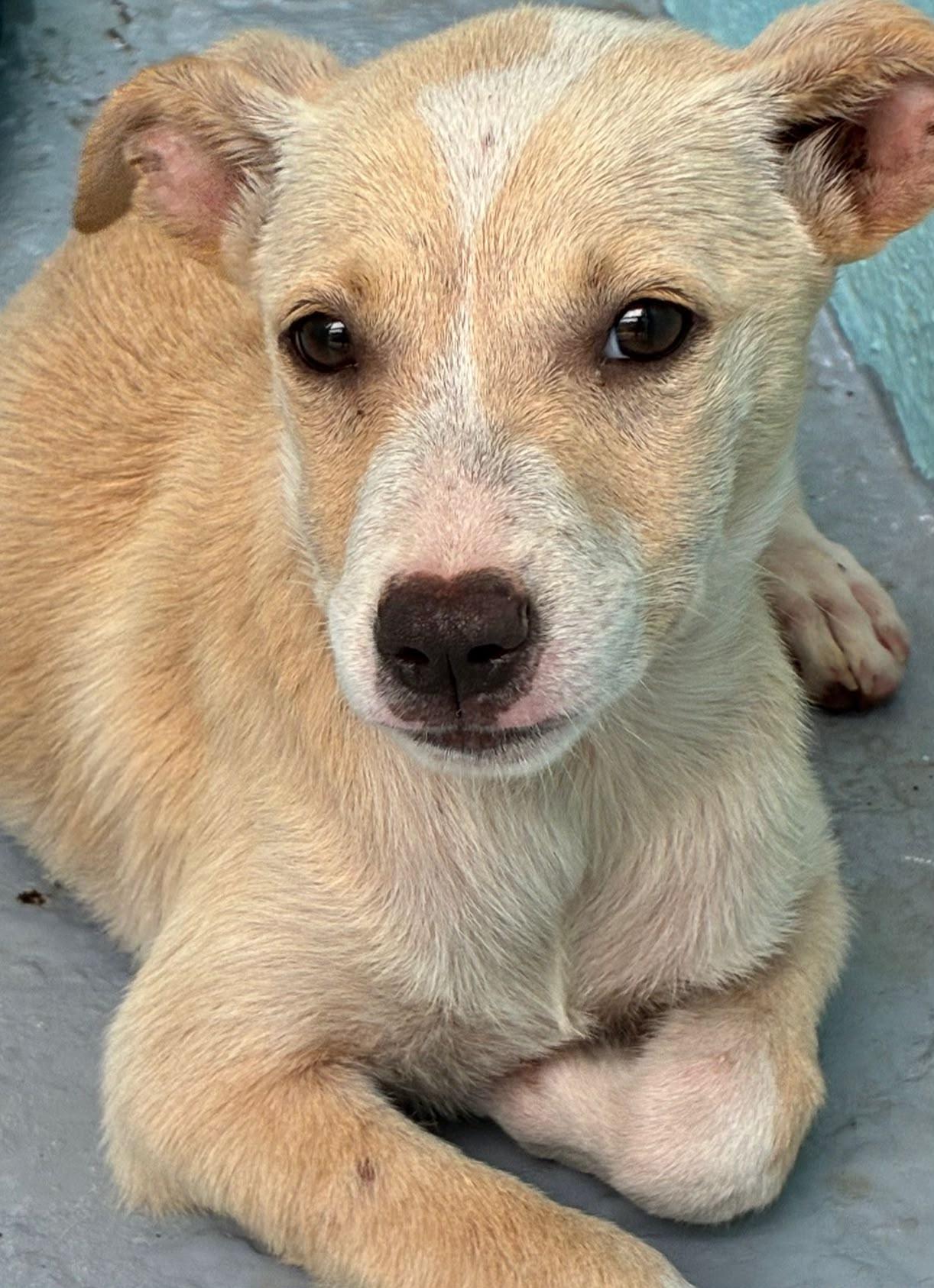 Enlarge Bambi, an adopted mixed breed in Rio Grande , PR image 3/4