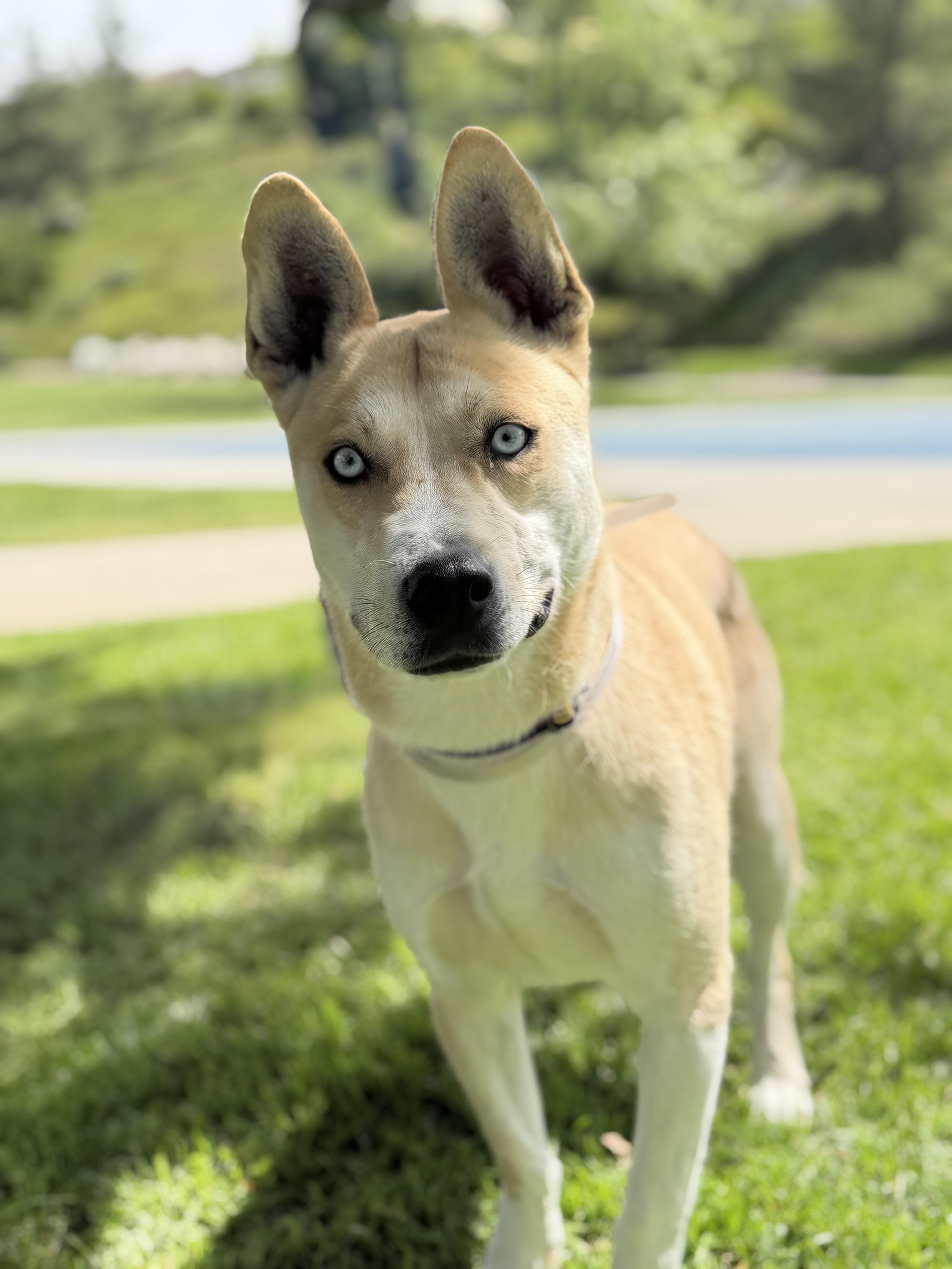 Enlarge Thaddeus, a ADOPTABLE mixed breed in Studio City, CA image 2/4
