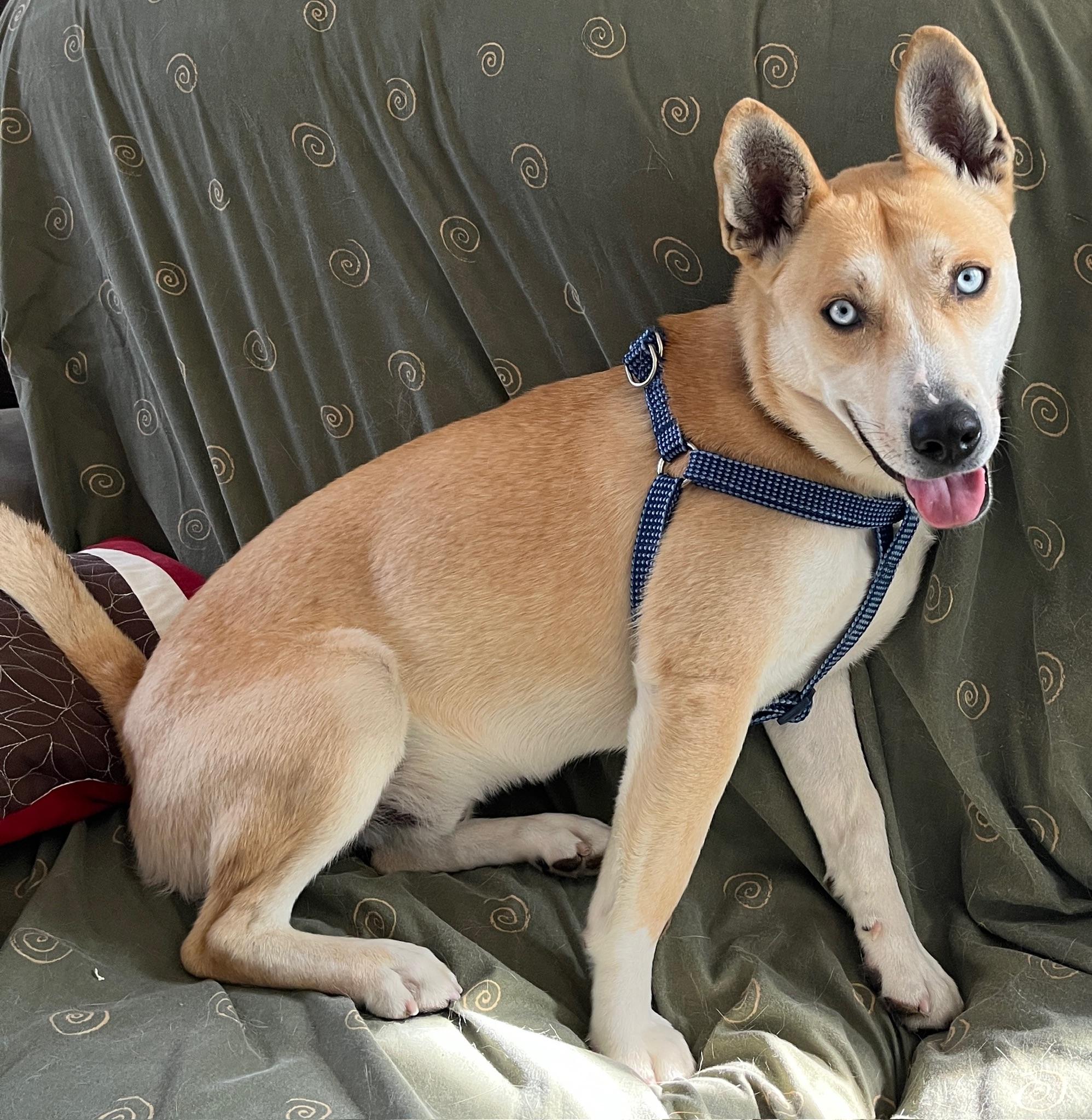 Enlarge Thaddeus, a ADOPTABLE mixed breed in Studio City, CA image 3/4