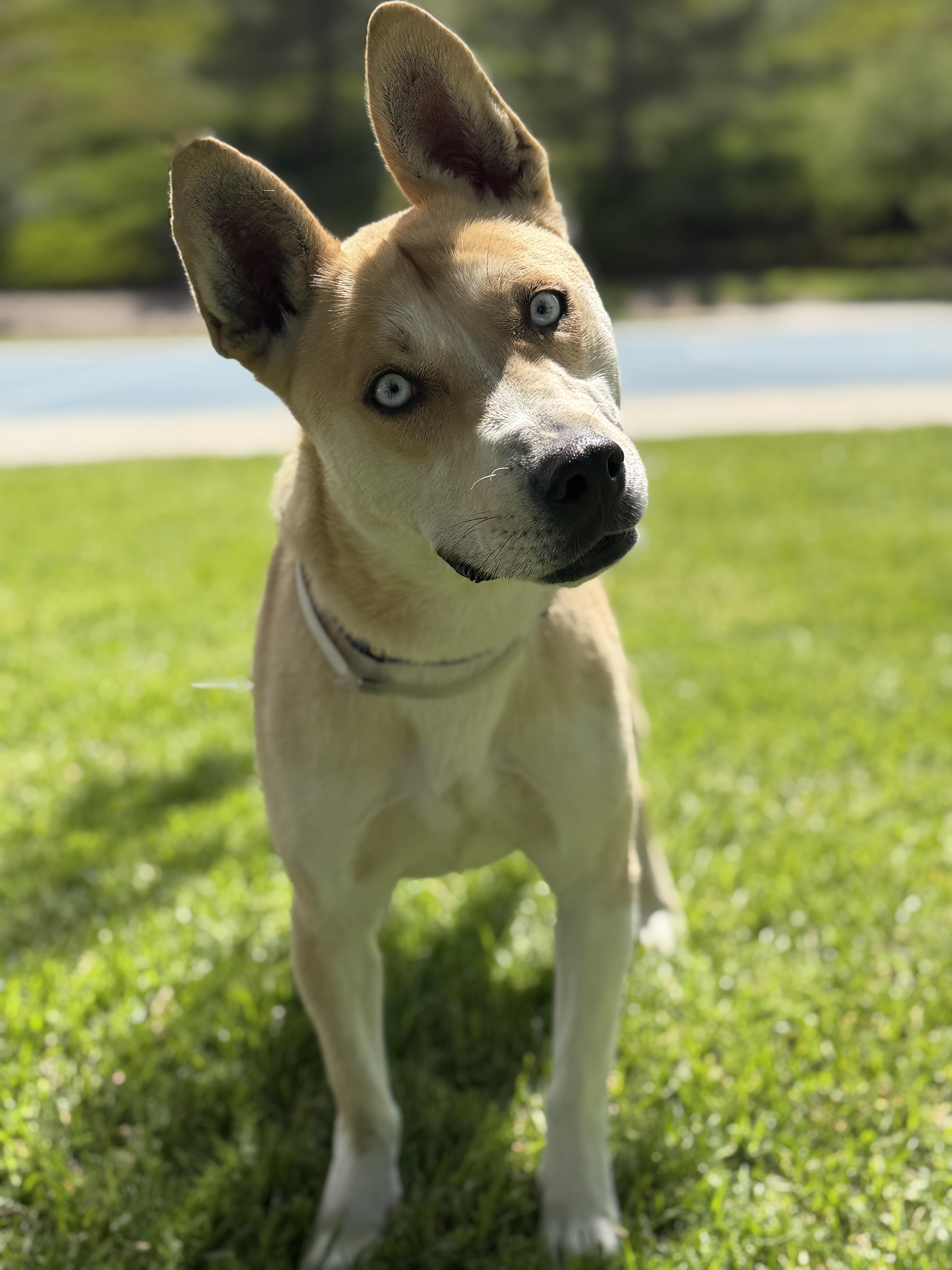 Enlarge Thaddeus, a ADOPTABLE mixed breed in Studio City, CA image 4/4
