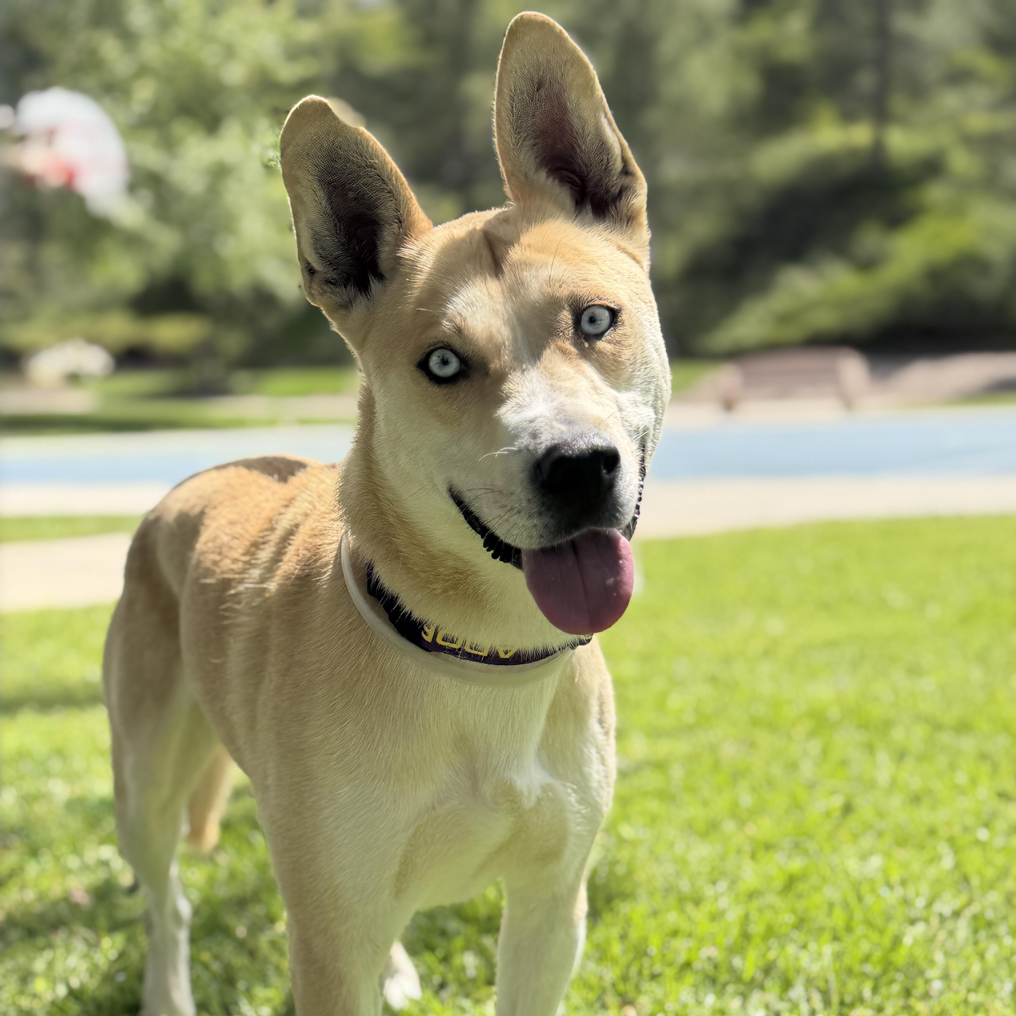 Enlarge Thaddeus, a ADOPTABLE mixed breed in Studio City, CA image 1/4
