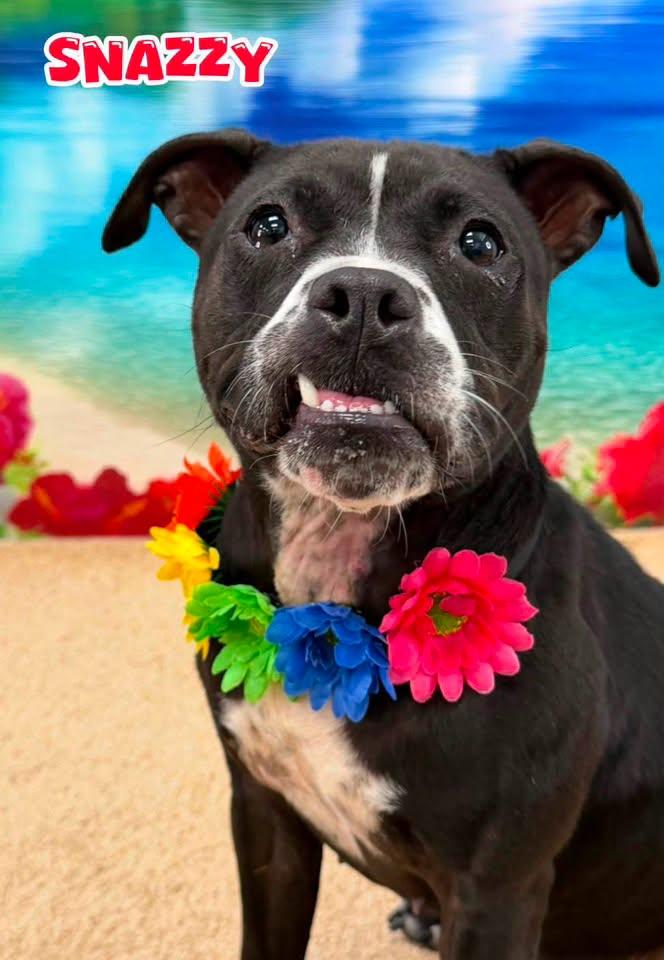 Snazzy, adopted, Adult Female Mixed Breed.