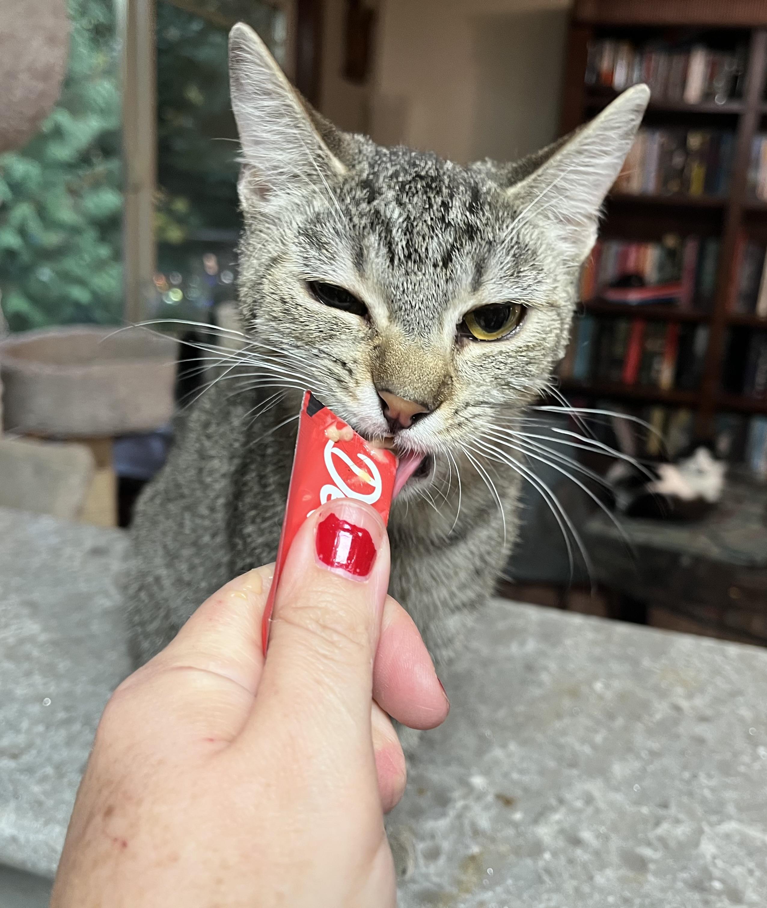 Attica, a Adoptable Domestic Short Hair in Gresham, OR image 2/4