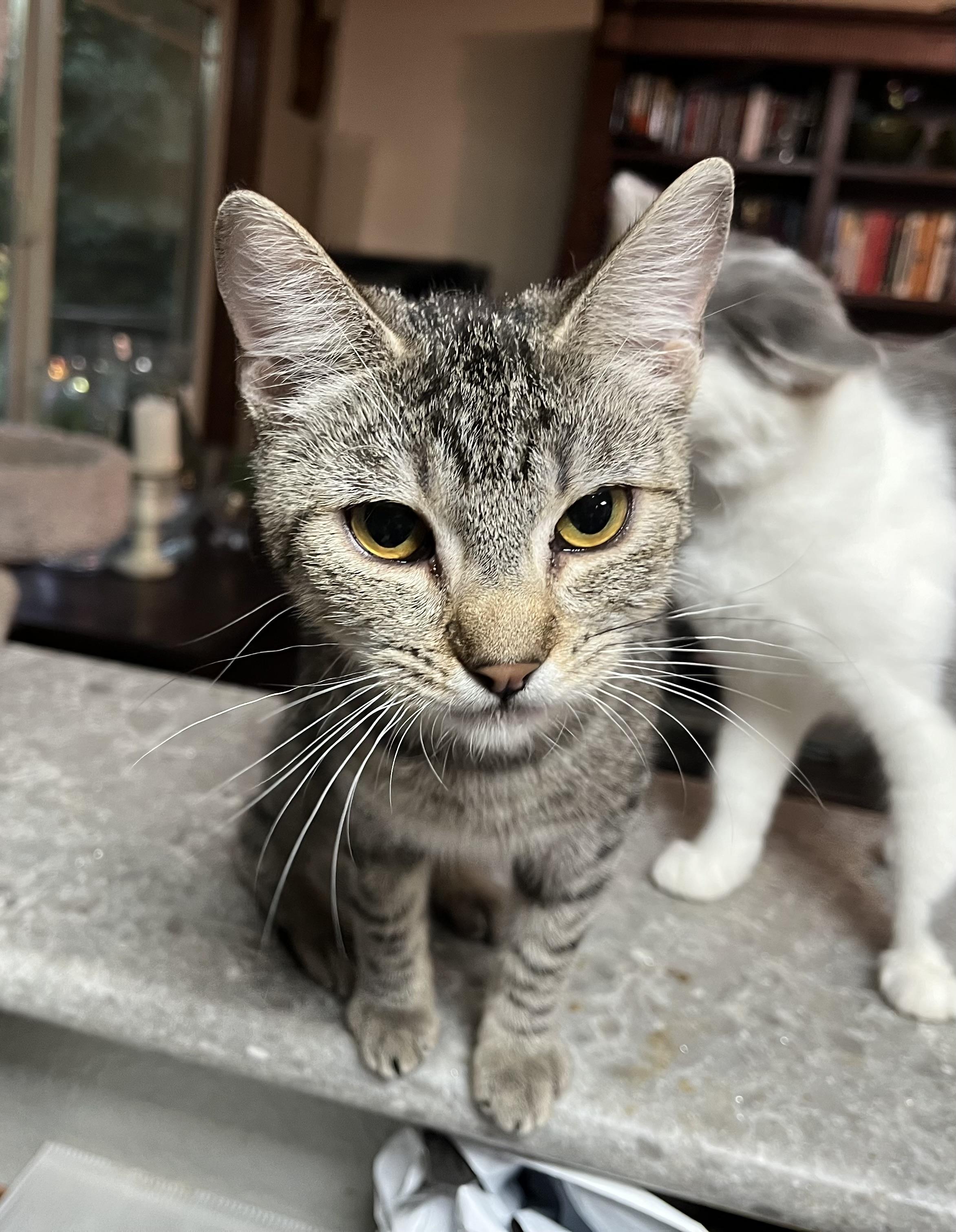 Attica, Adoptable, Kitten Female Domestic Short Hair.