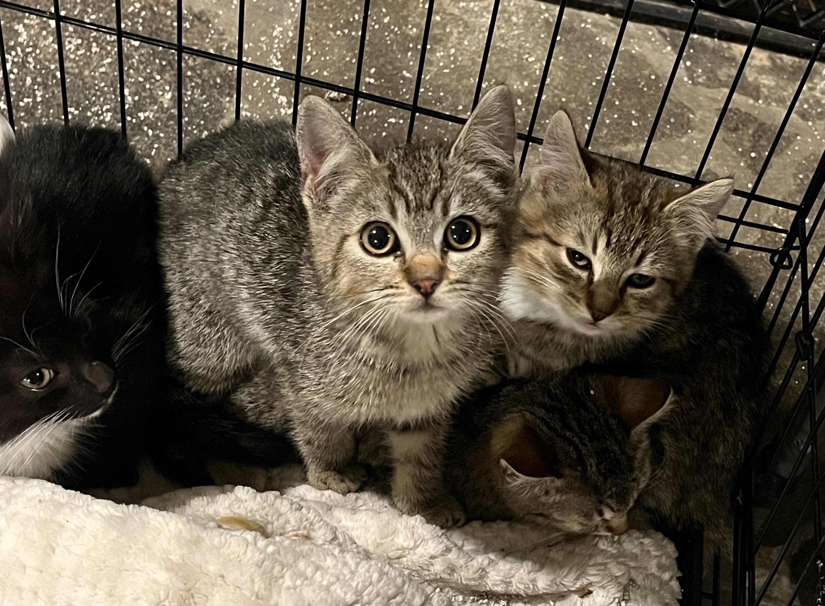 Attica, Baby Female Domestic Short Hair