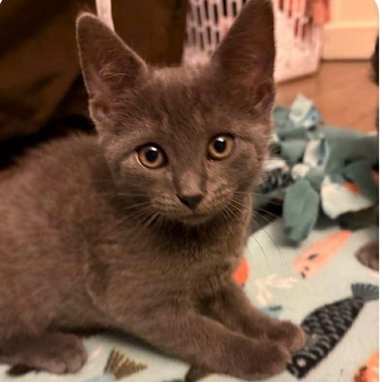 Jasper, Baby Male Russian Blue