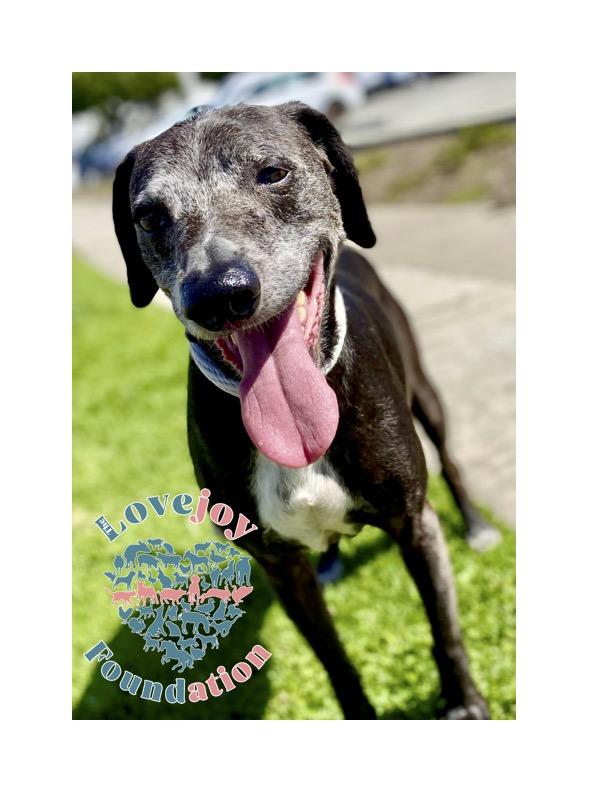 Hunter COH, a Adoptable mixed breed in Inglewood, CA image 2/3