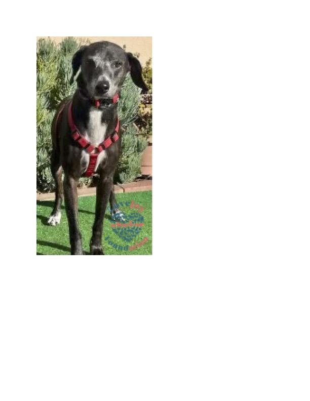 Hunter COH, a Adoptable mixed breed in Inglewood, CA image 3/3