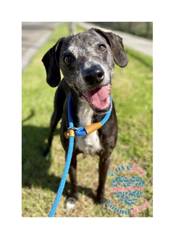 Hunter COH, a Adoptable mixed breed in Inglewood, CA image 1/3