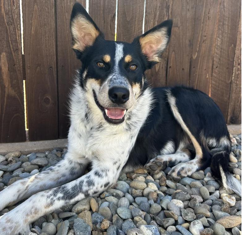 Murphy, ADOPTABLE, Young Male Border Collie.