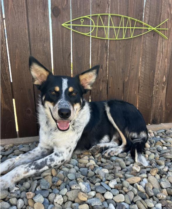 Enlarge Murphy, a ADOPTABLE mixed breed in Davis, CA image 5/6