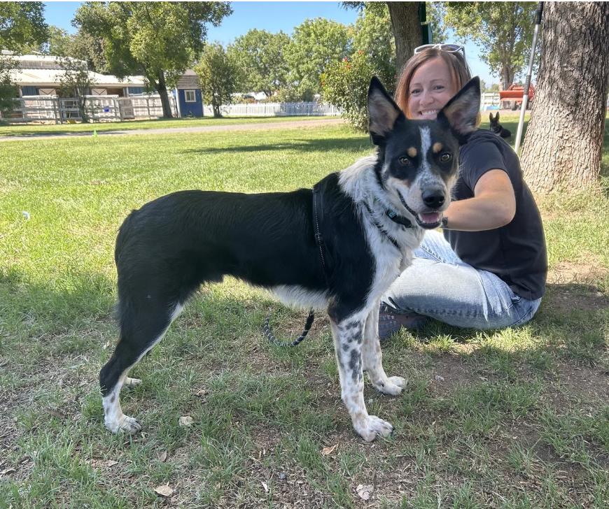 Enlarge Murphy, a ADOPTABLE mixed breed in Davis, CA image 2/6