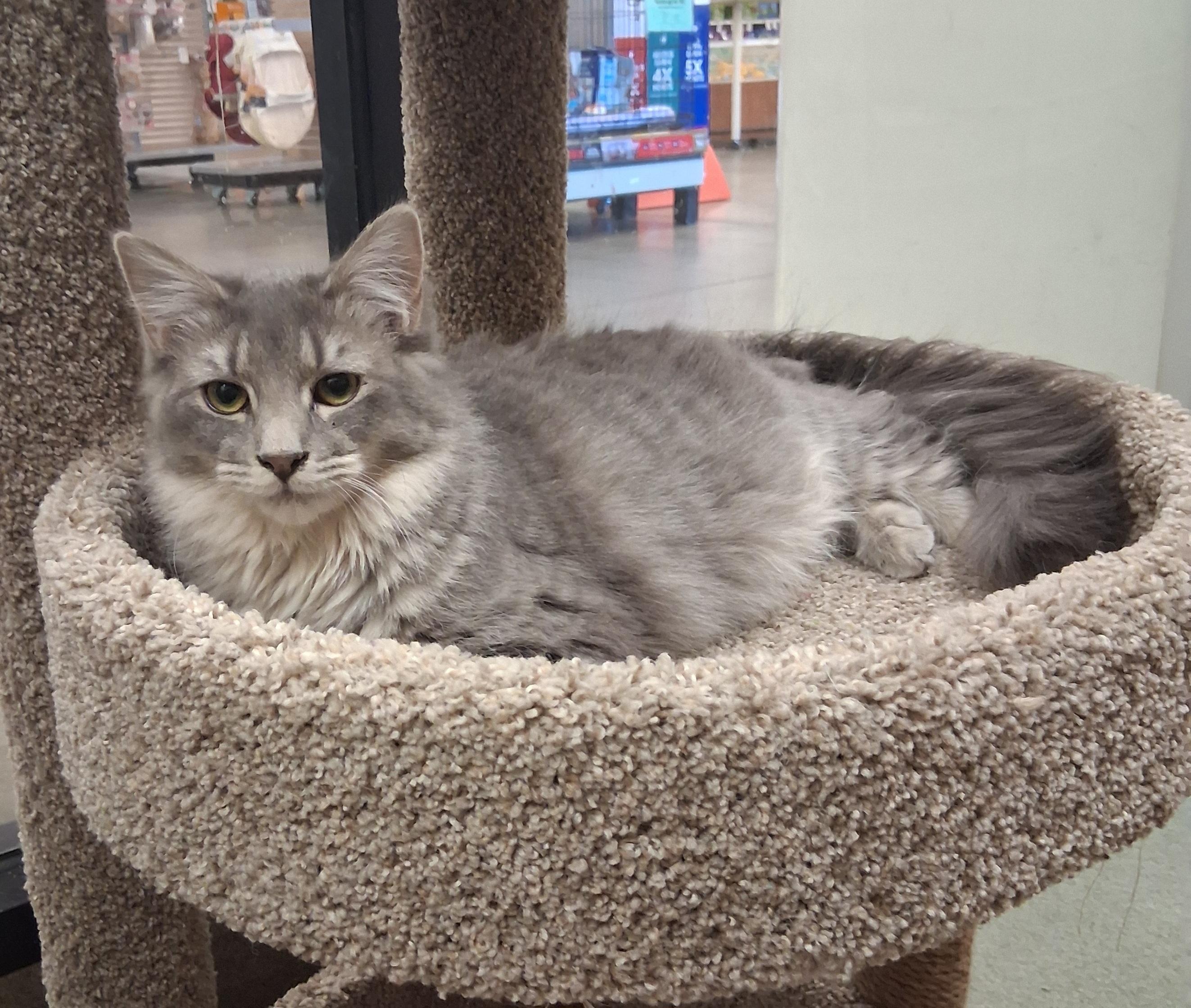 Enlarge Blueberry Cobbler, a ADOPTABLE mixed breed in Snellville, GA image 2/4