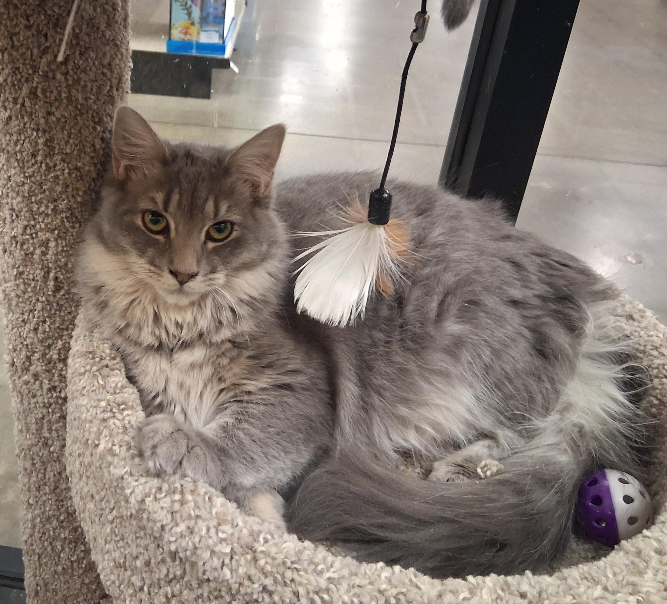 Enlarge Blueberry Cobbler, a ADOPTABLE mixed breed in Snellville, GA image 3/4