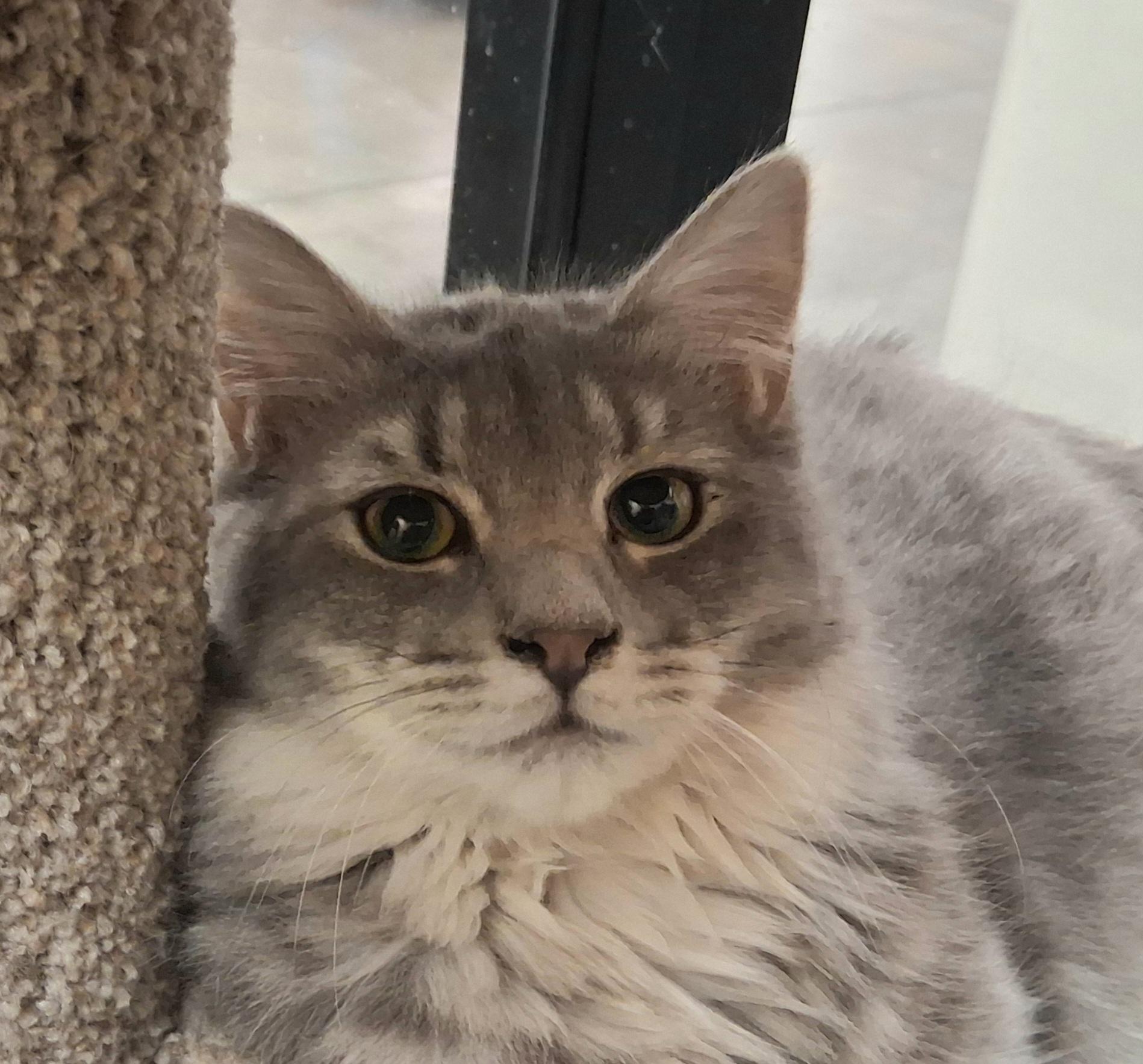 Blueberry Cobbler, ADOPTABLE, Young Female Domestic Medium Hair & Tabby.