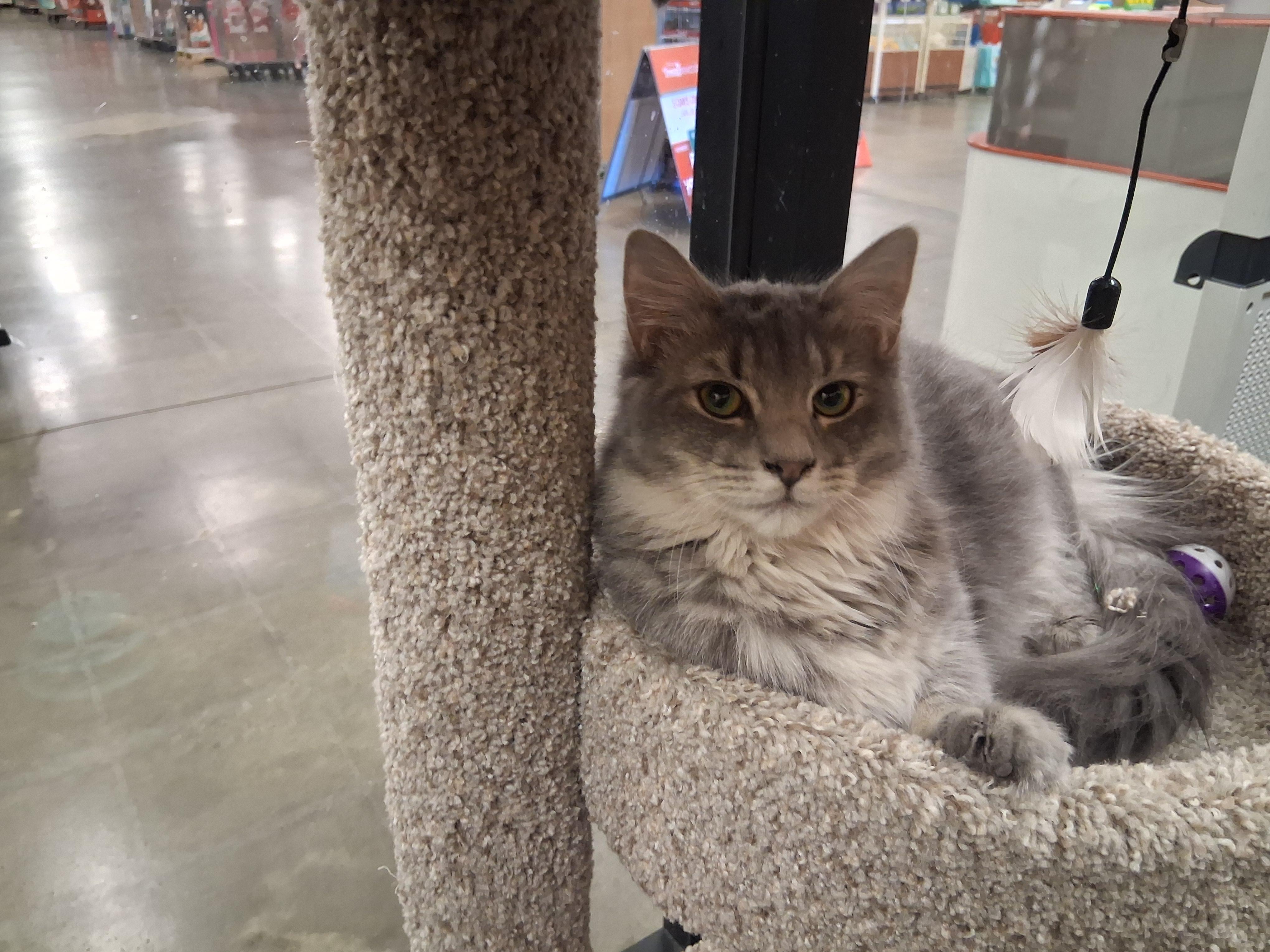 Enlarge Blueberry Cobbler, a ADOPTABLE mixed breed in Snellville, GA image 4/4