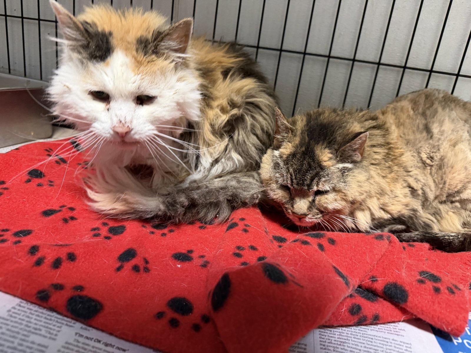 Enlarge Papaya & Pumpkin Spice, a Adoptable Calico in Las Vegas, NM image 1/2