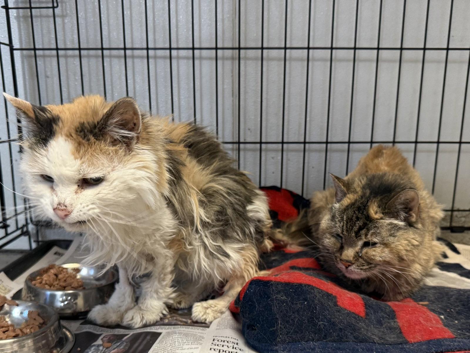 Enlarge Papaya & Pumpkin Spice, a Adoptable Calico in Las Vegas, NM image 2/2
